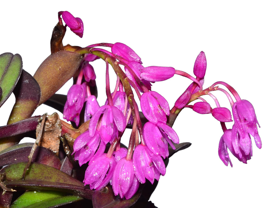 Epidendrum amethystinum