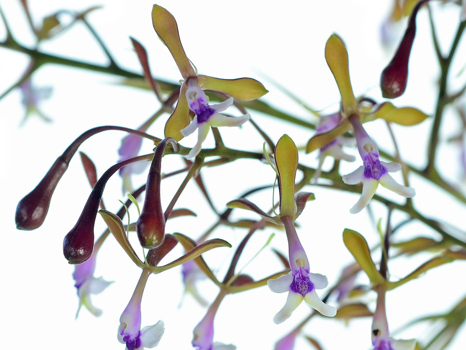 Epidendrum angaritae