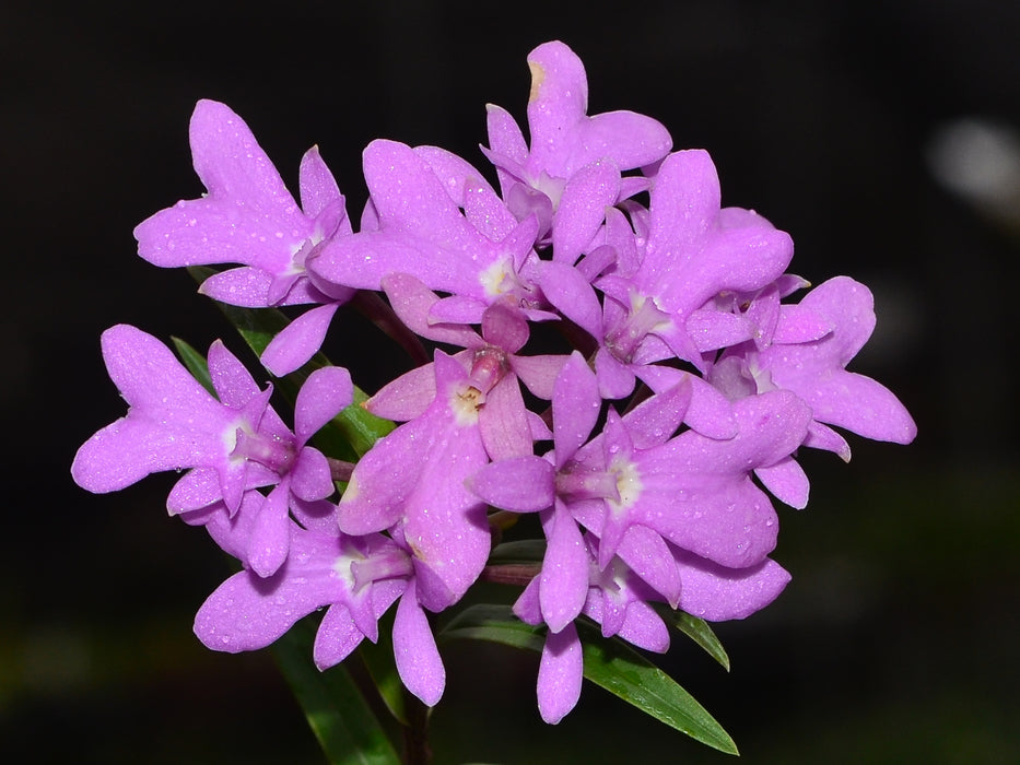 Epidendrum centropetalum