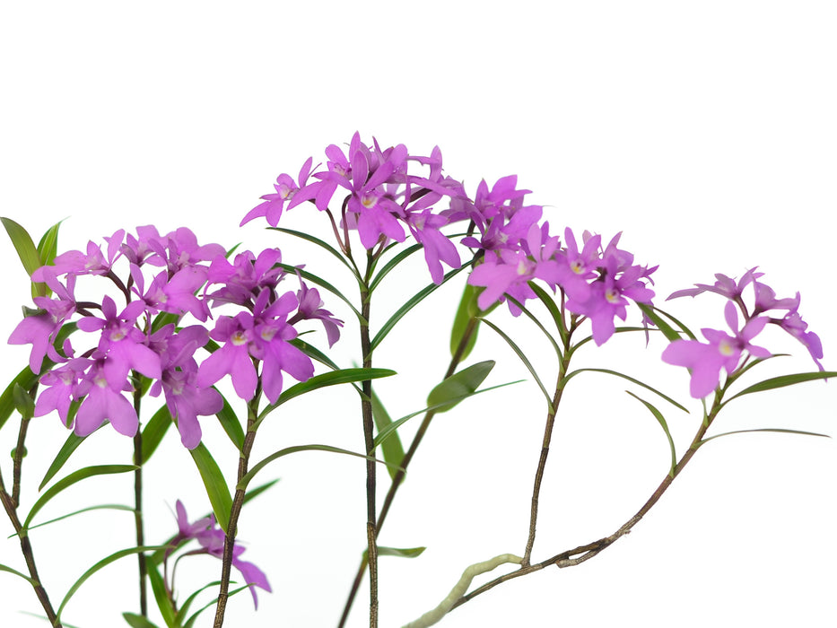 Epidendrum centropetalum