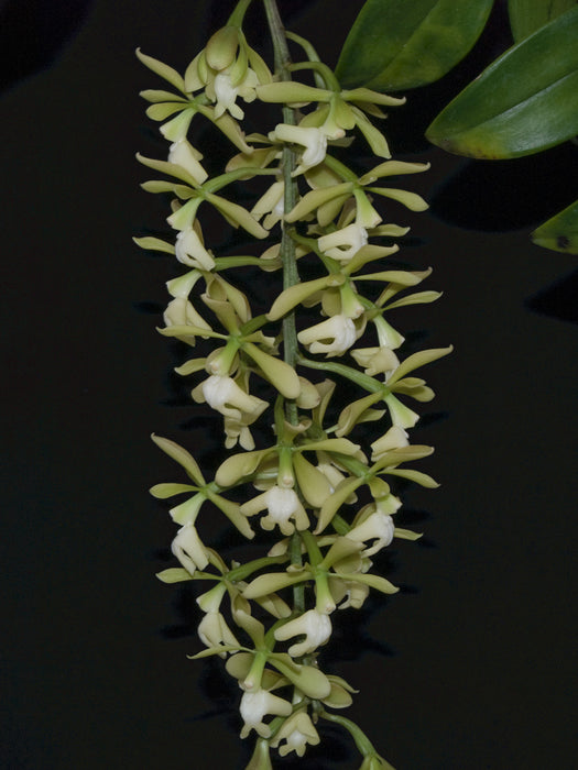 Epidendrum coronatum