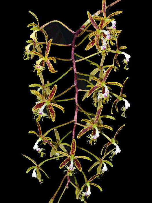 Epidendrum cristatum