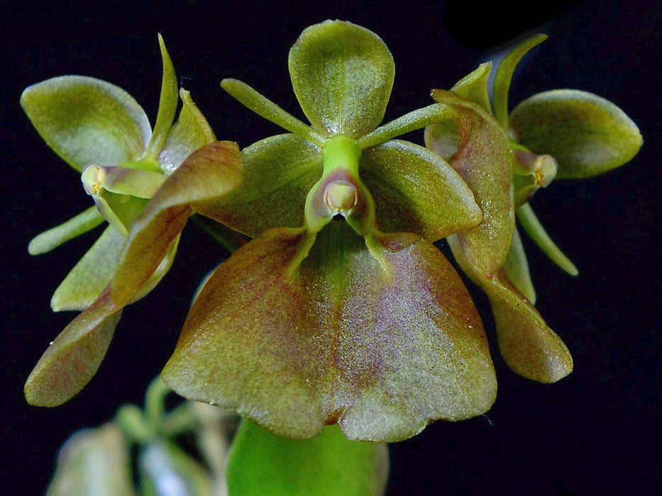 Epidendrum cupreum