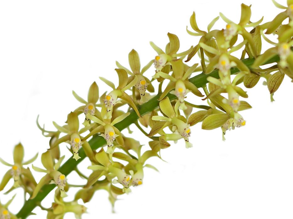 Epidendrum cylindrostachys