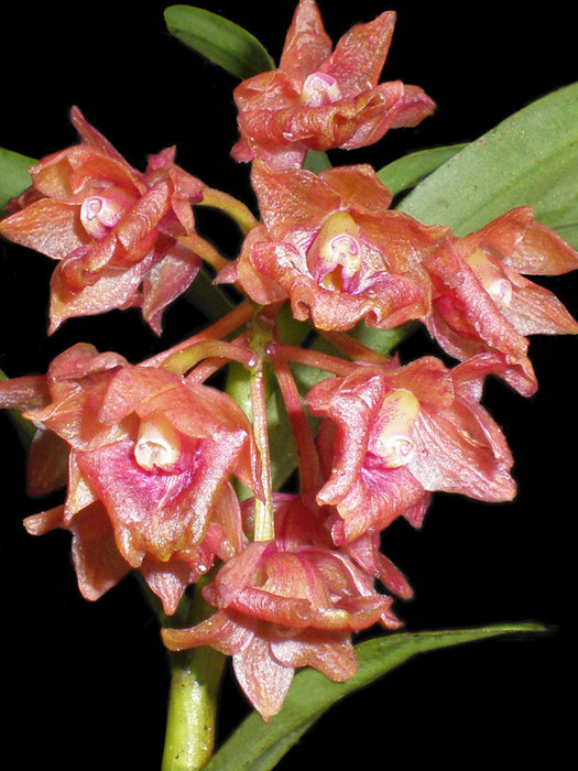 Epidendrum dolichorhachis