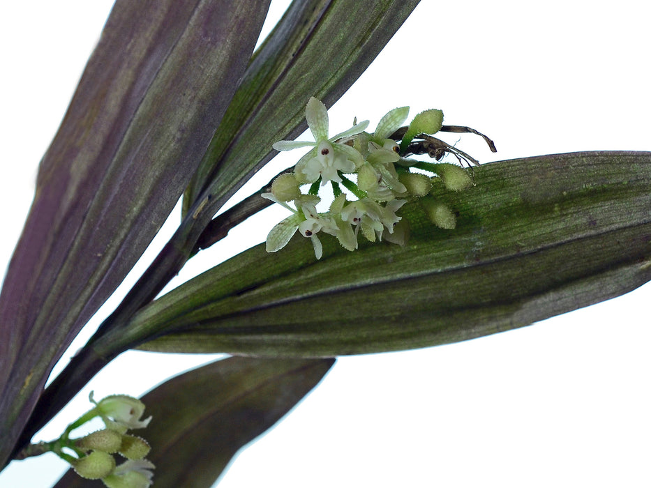 Epidendrum echinatum