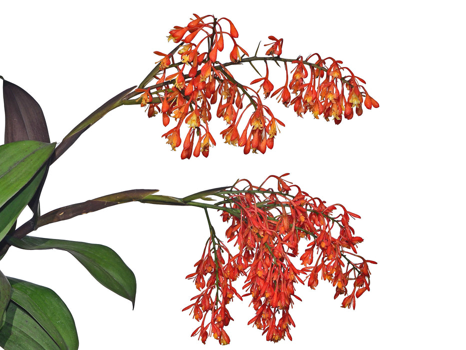 Epidendrum spathatum