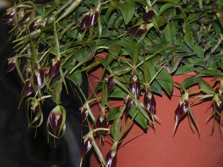 Epidendrum escobarianum