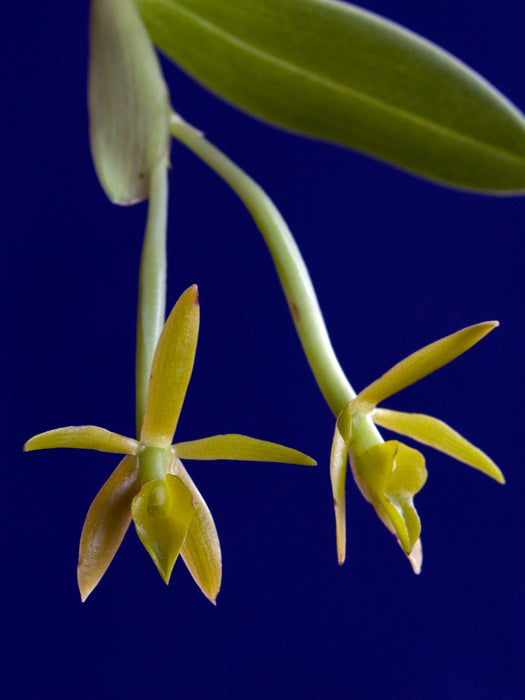 Epidendrum geminiflorum