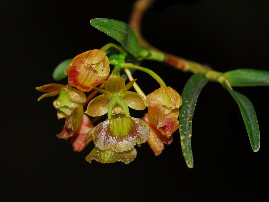 Epidendrum heterothoneum