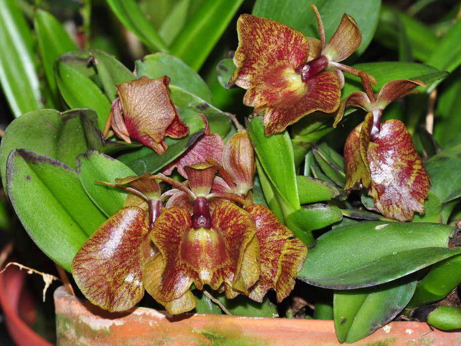 Epidendrum kockii