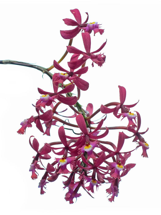 Epidendrum laurelense