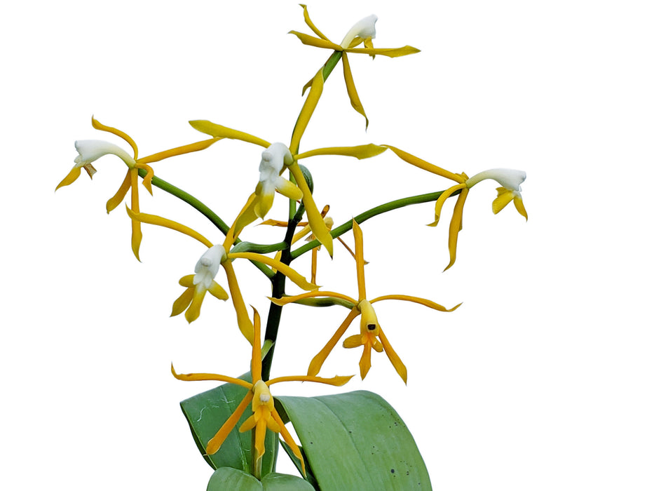 Epidendrum lehmannii