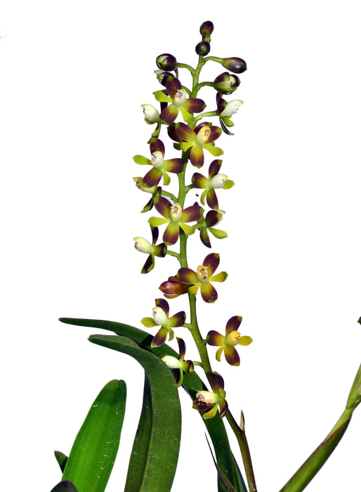 Epidendrum mancum dark