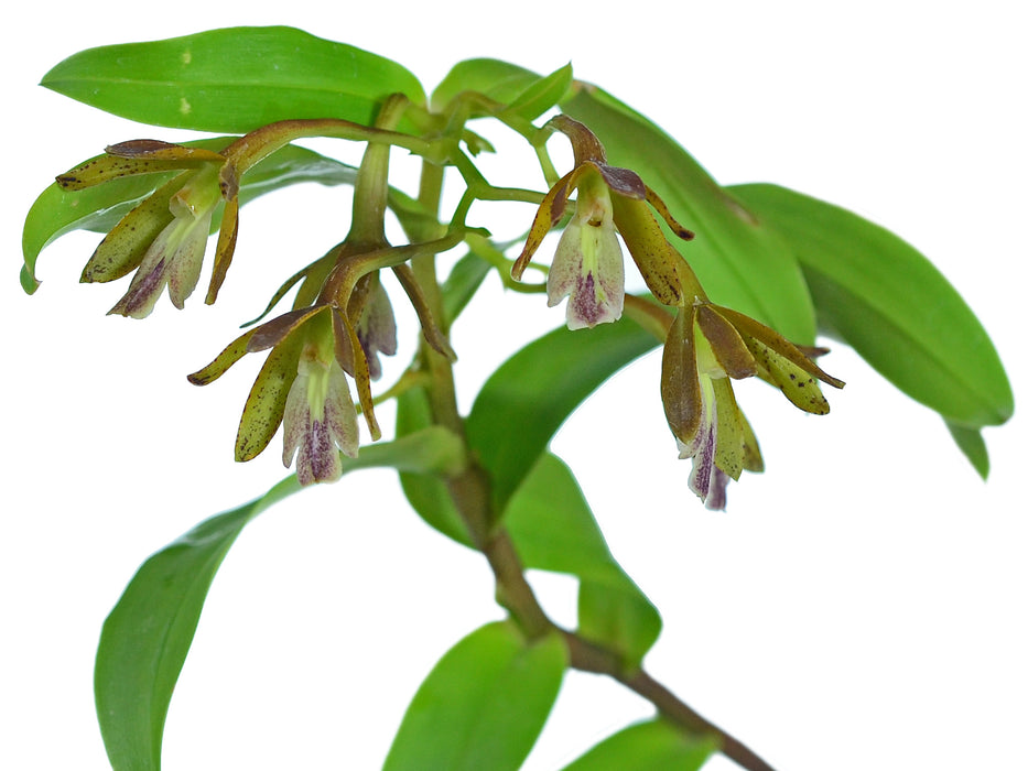 Epidendrum medinae