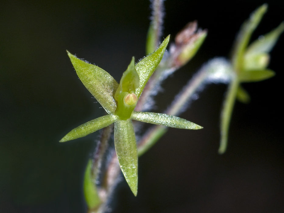 Epidendrum microphyllum