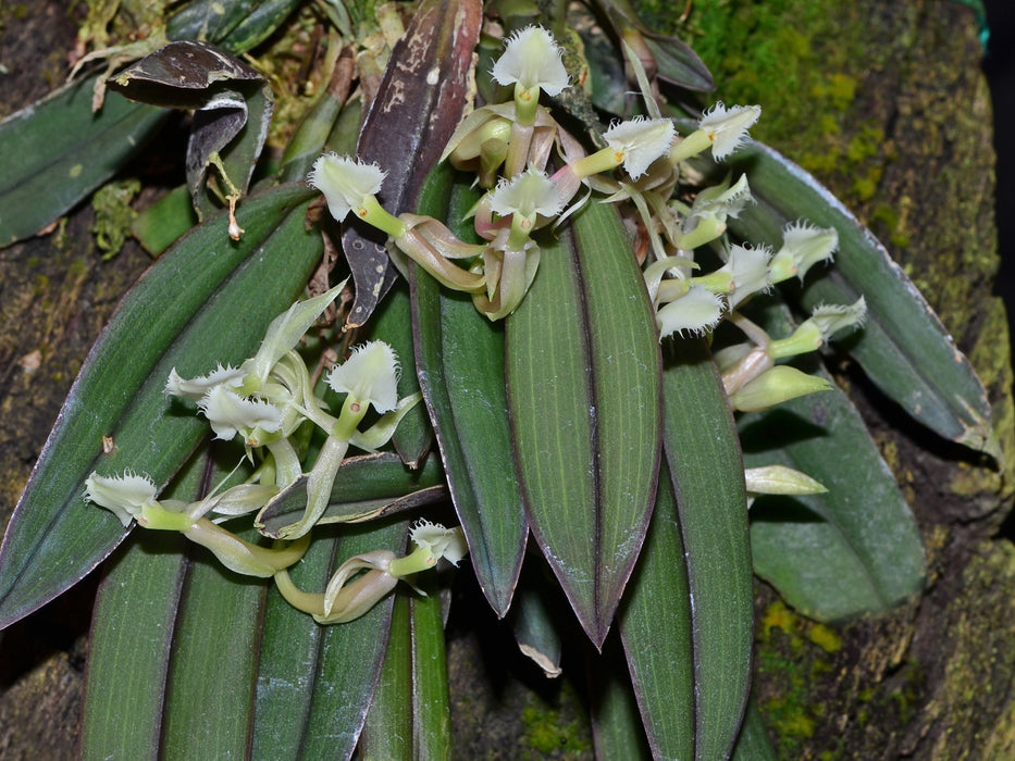 Epidendrum moronense