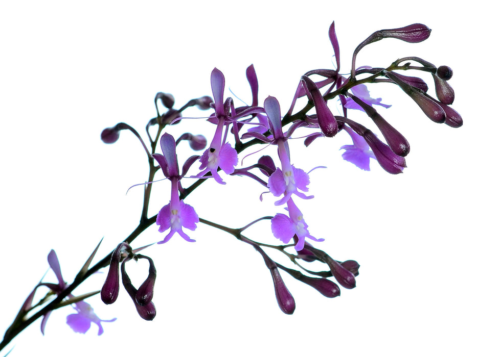 Epidendrum nanegalense