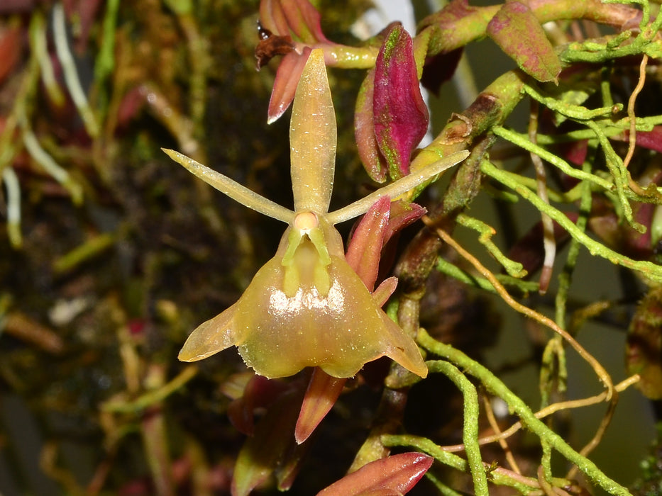 Epidendrum neolehmannia