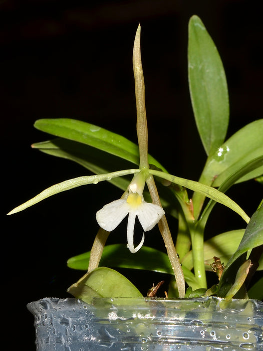 Epidendrum nocturnum var minor