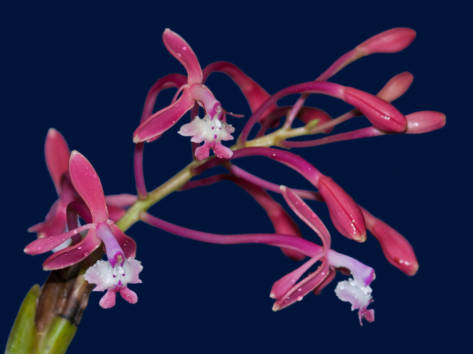 Epidendrum oraion