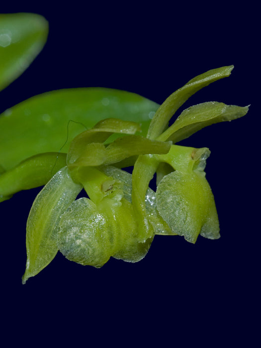 Epidendrum pachygastrium