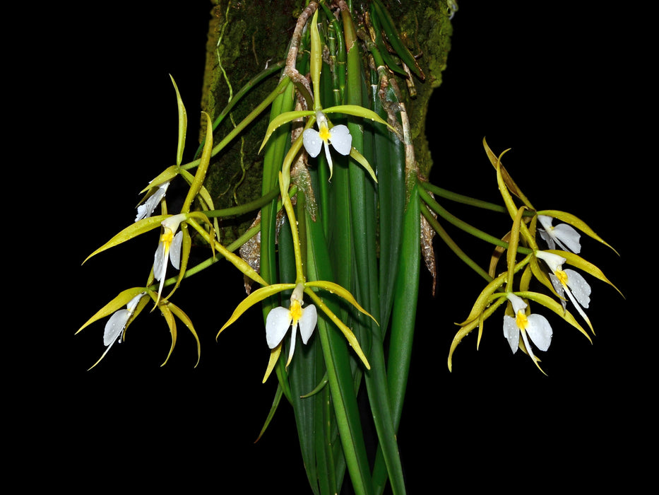 Epidendrum parkinsonianum