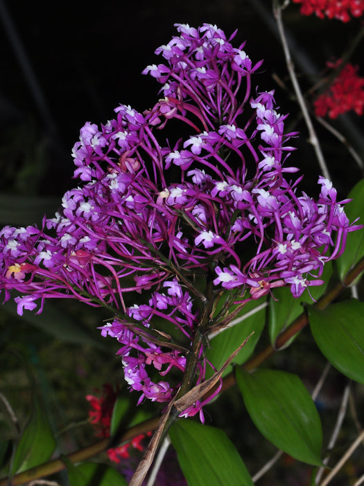 Epidendrum porphyreum