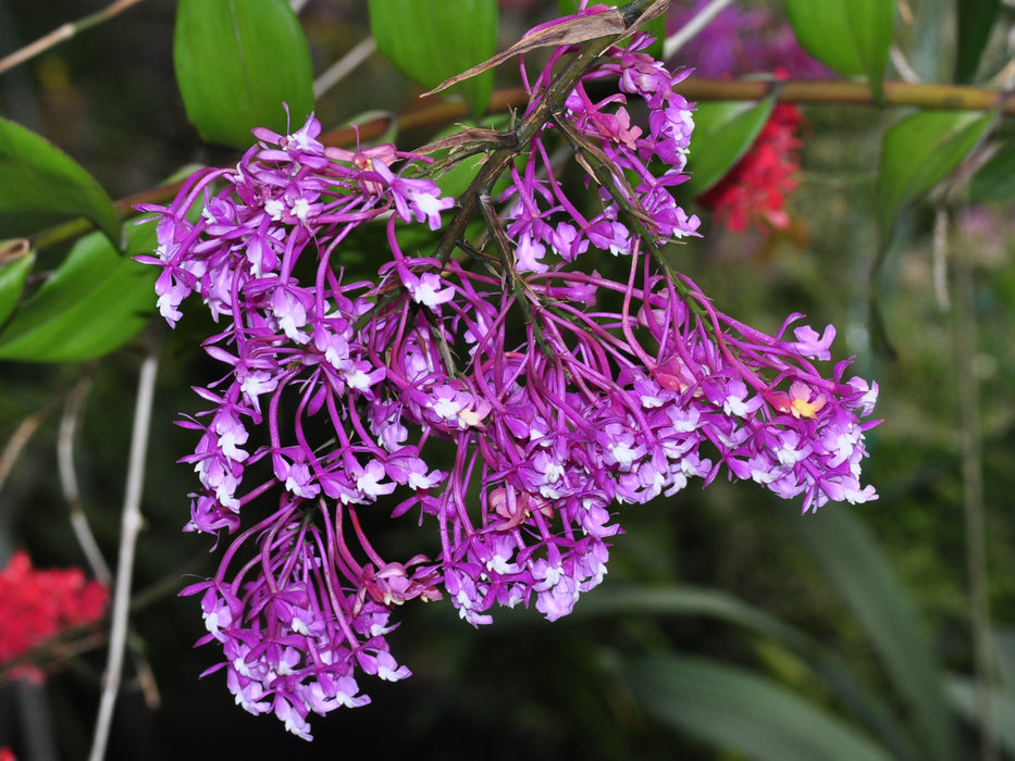 Epidendrum porphyreum