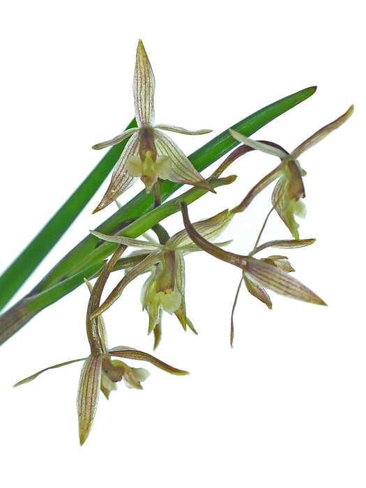 Epidendrum porquerense