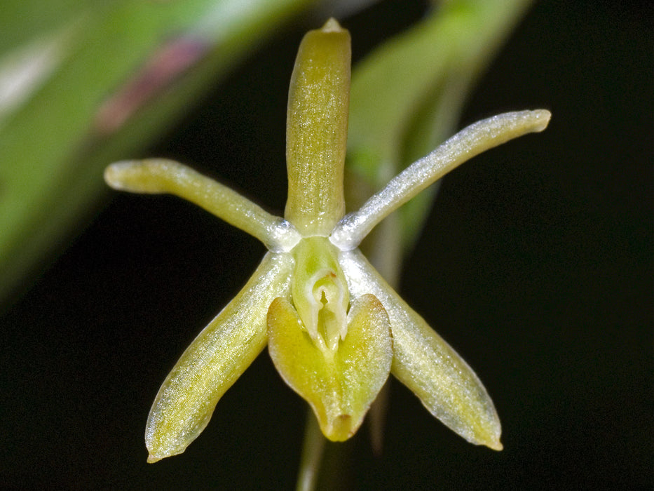 Epidendrum repens