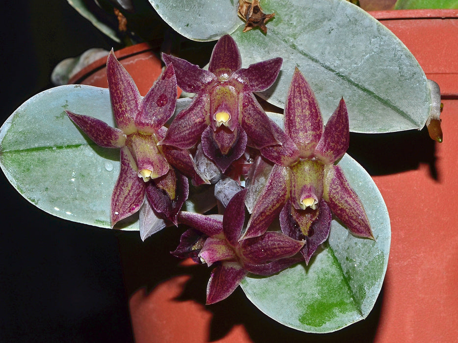 Epidendrum sophronitis