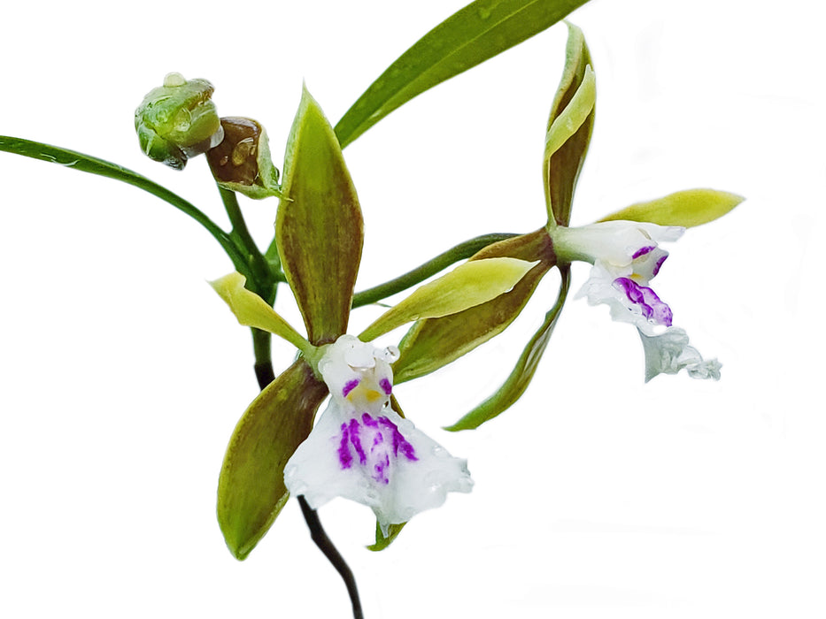 Epidendrum tetraceros