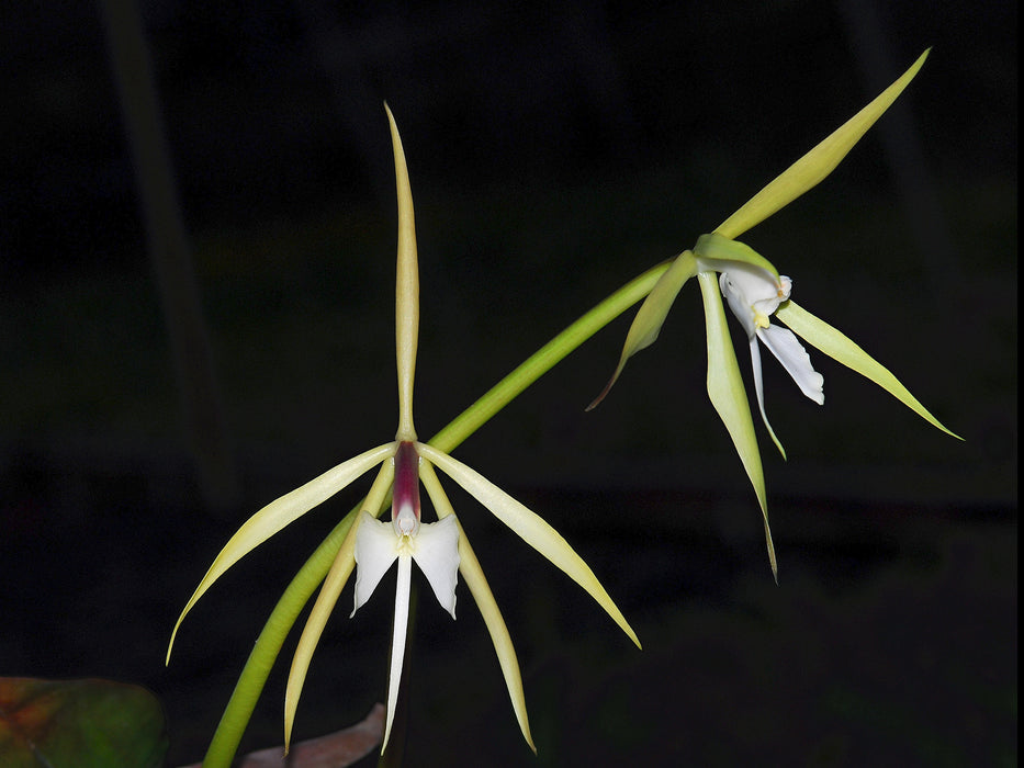 Epidendrum tridens