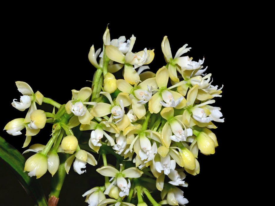 Epidendrum xelidonourum