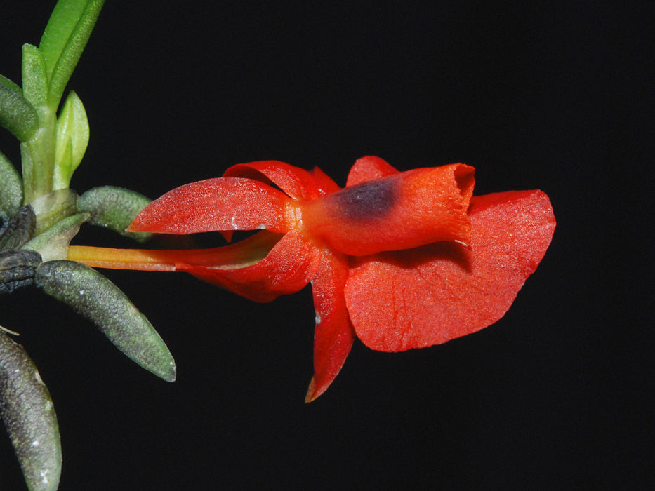 Fernandezia ionanthera