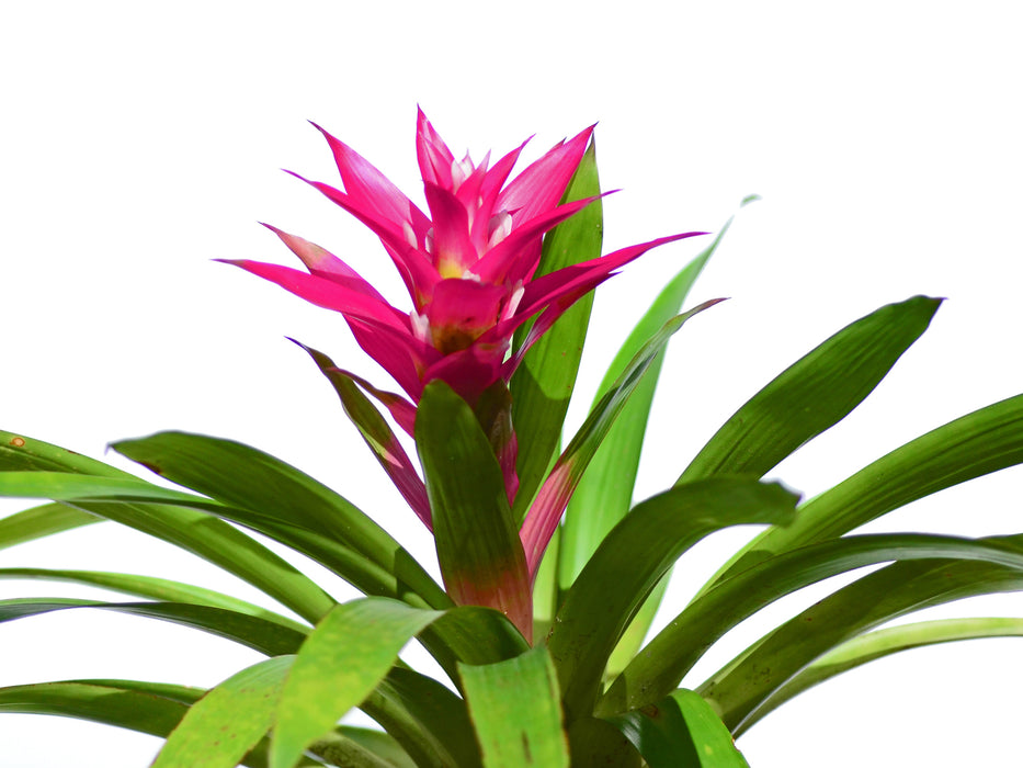 Guzmania Athena