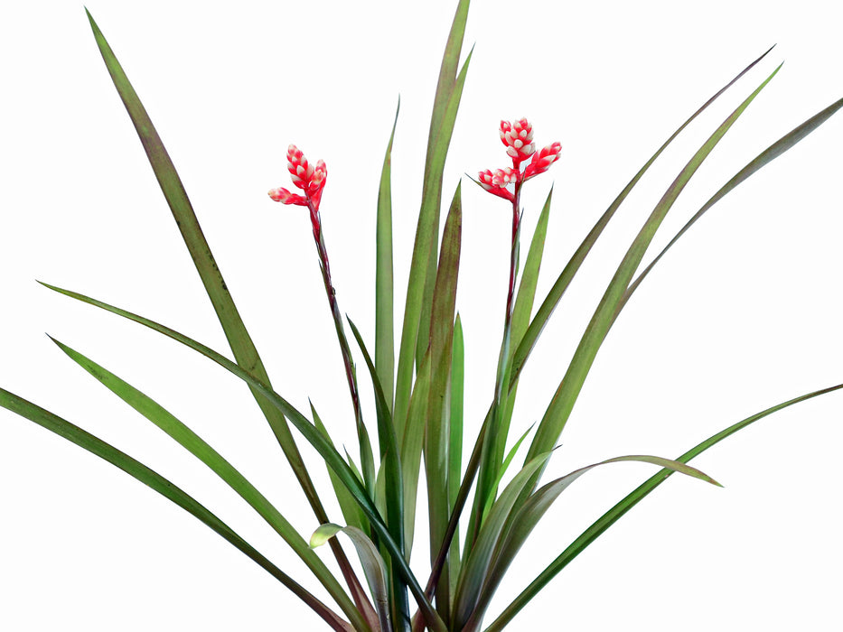 Guzmania condorensis