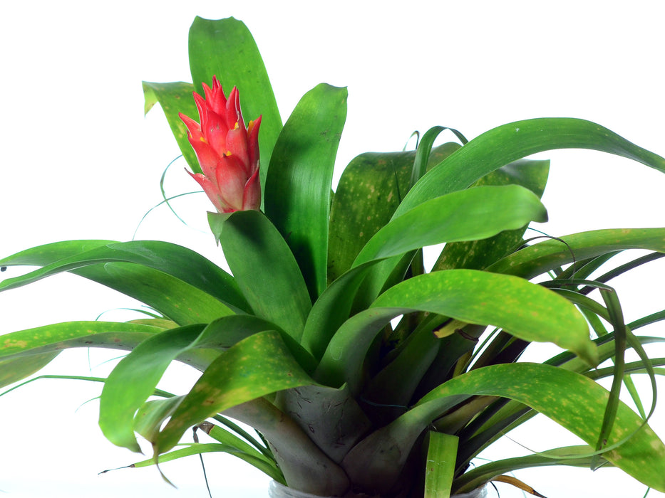 Guzmania melinonis