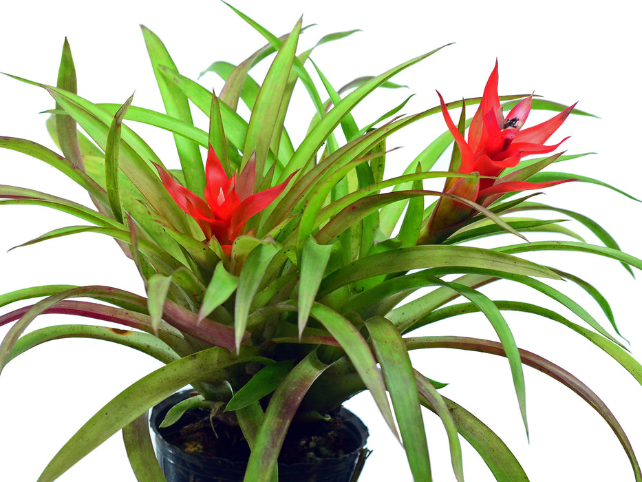 Guzmania minor