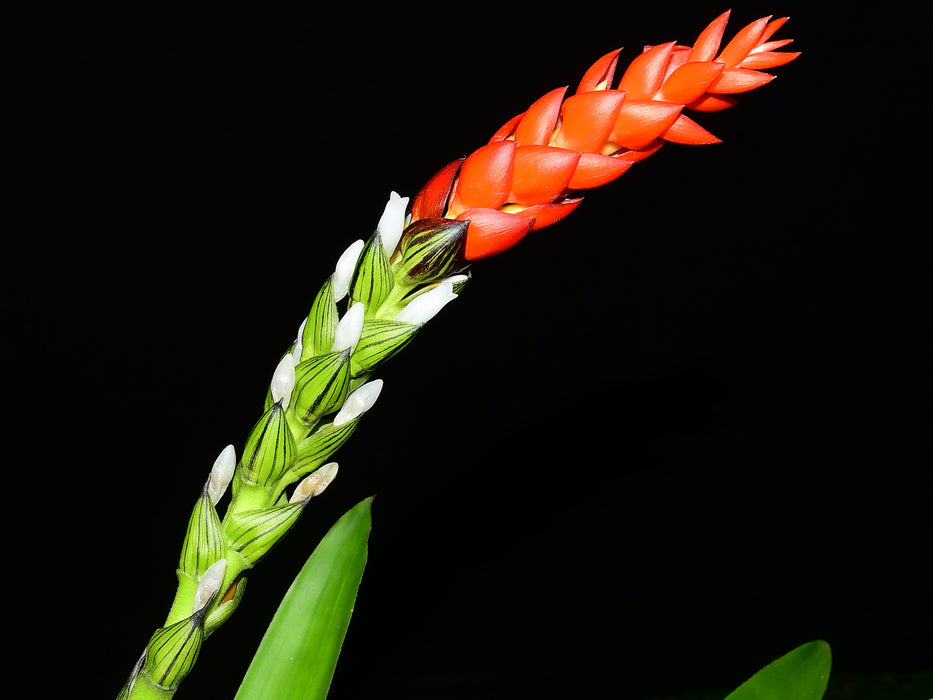 Guzmania monostachia