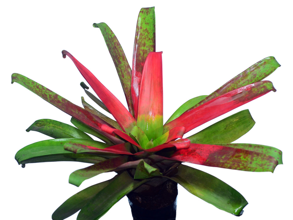 Guzmania sanguinea