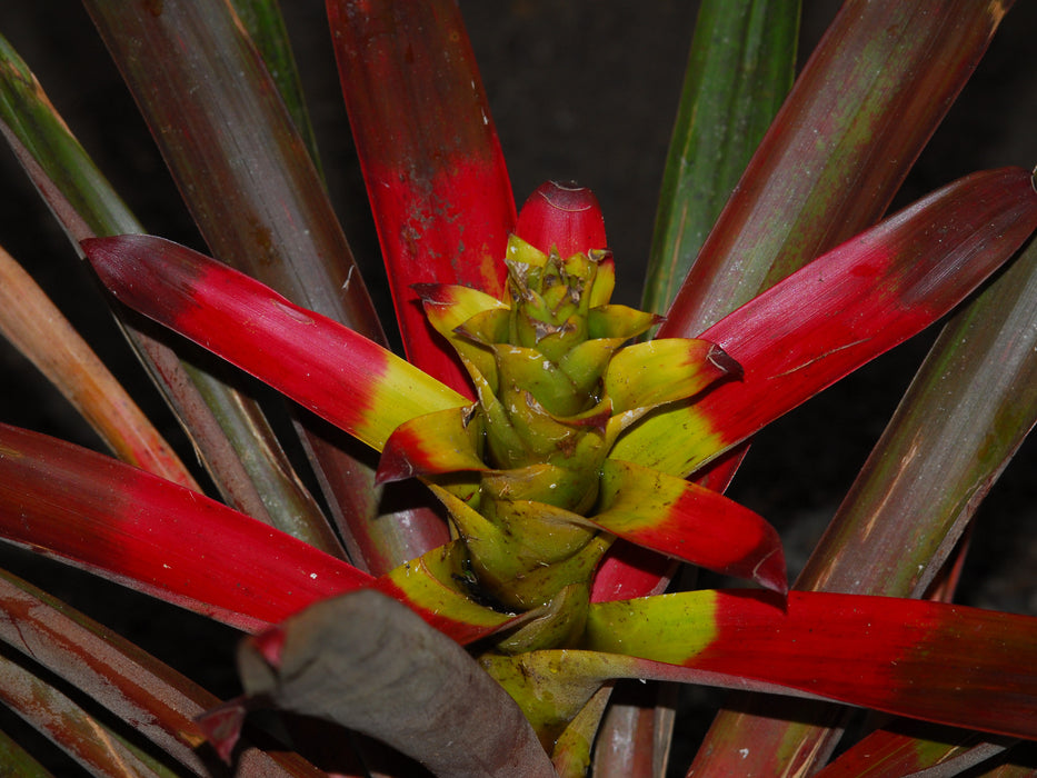 Guzmania squarrosa