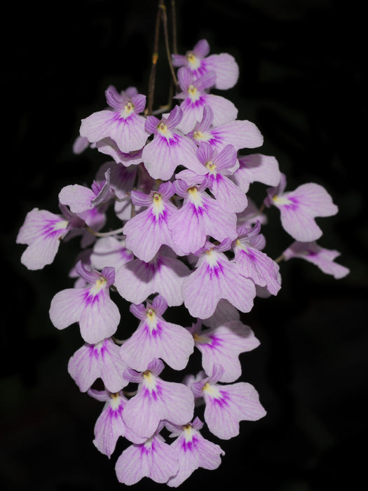 Ionopsis utricularioides