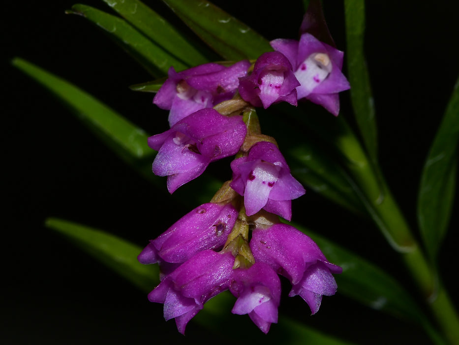 Isochilus linearis