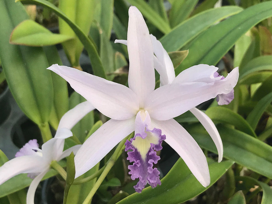 Laeliocattleya Rock Ruby