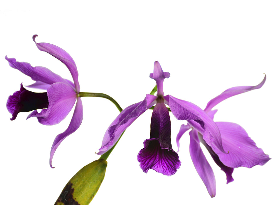 Laelia purpurata 'Flamea'