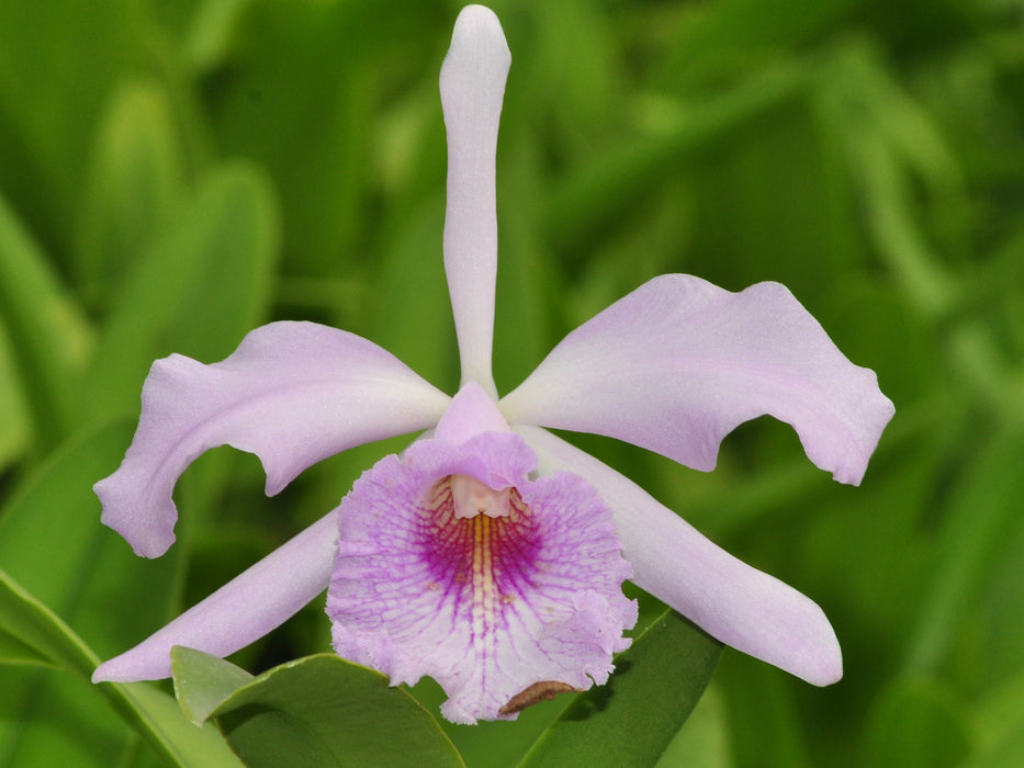 Cattleya Prinsesse Benedikte