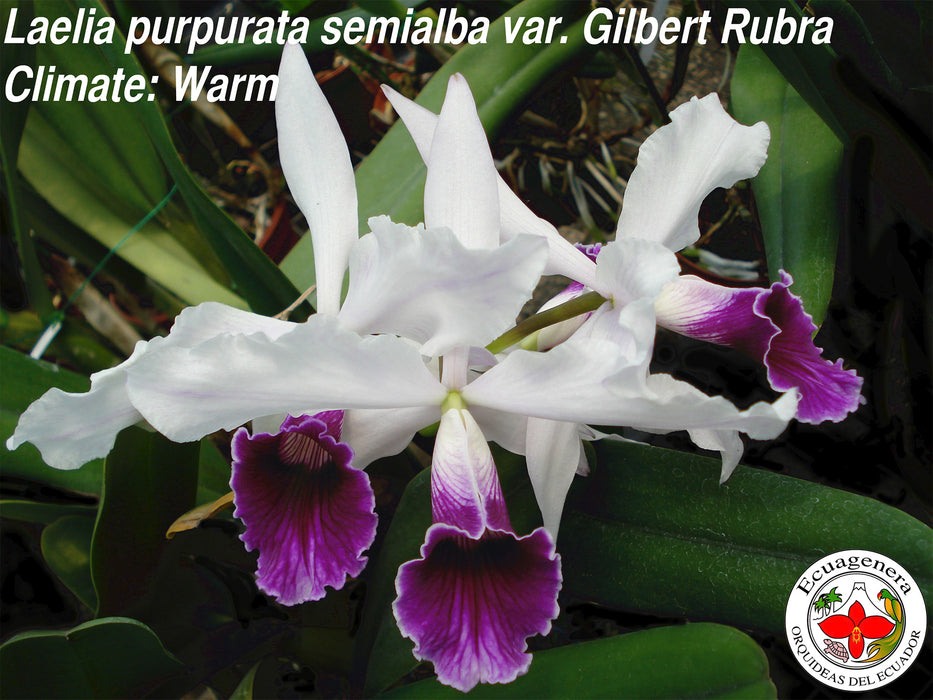 Laelia purpurata f. semialba var gilbert rubra