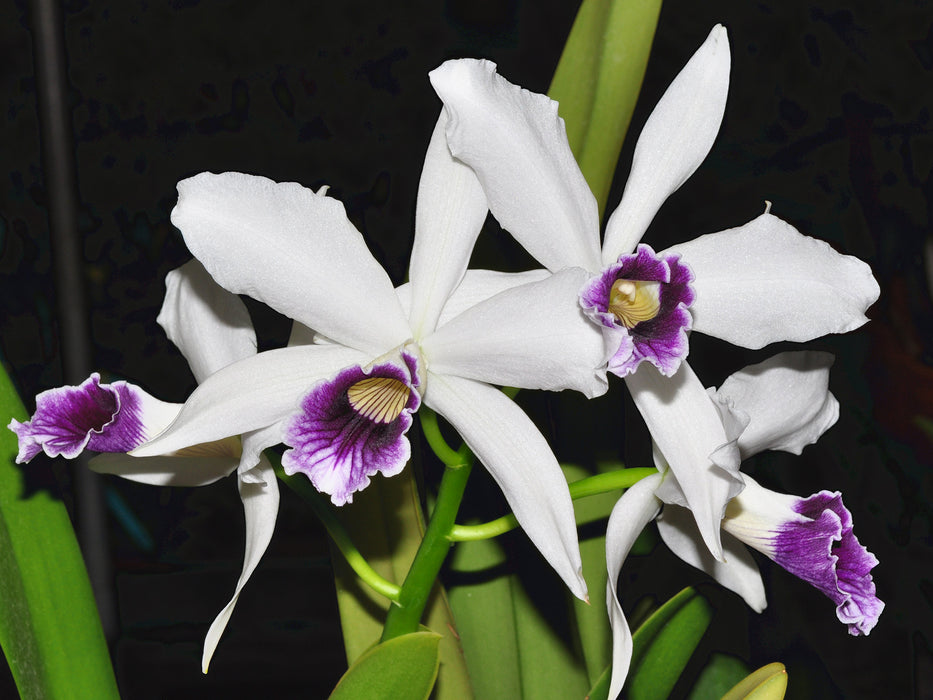 Laelia purpurata uba tuba